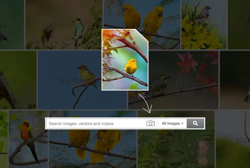 Shutterstock Reverse Image Search